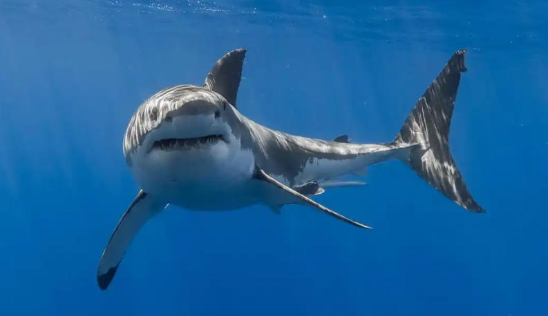 思地美园林椅网轮播图3